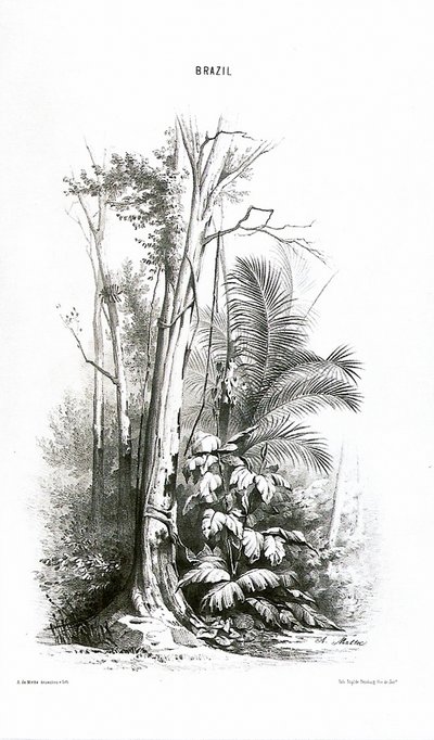 View of a Forest - Brazil by Agostinho Jose da Mota